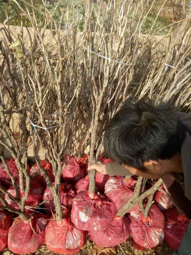 牡丹苗优质牡丹苗苗油用牡丹基地直发品质保证