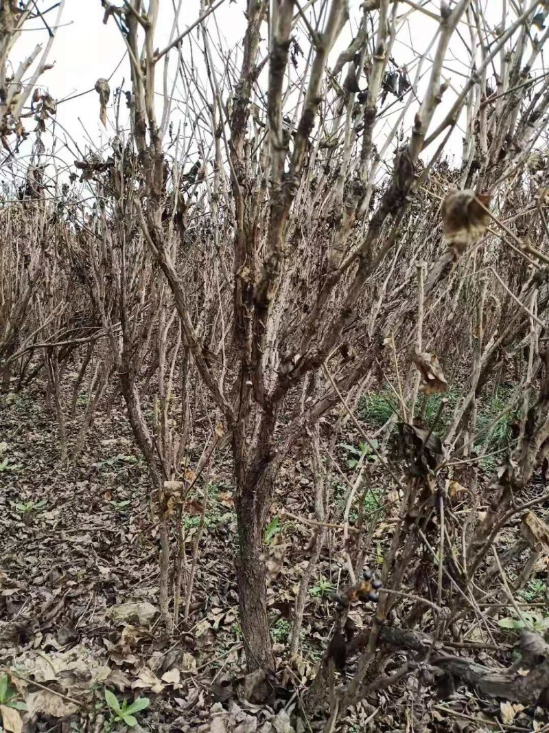 牡丹苗优质牡丹苗苗油用牡丹基地直发品质保证