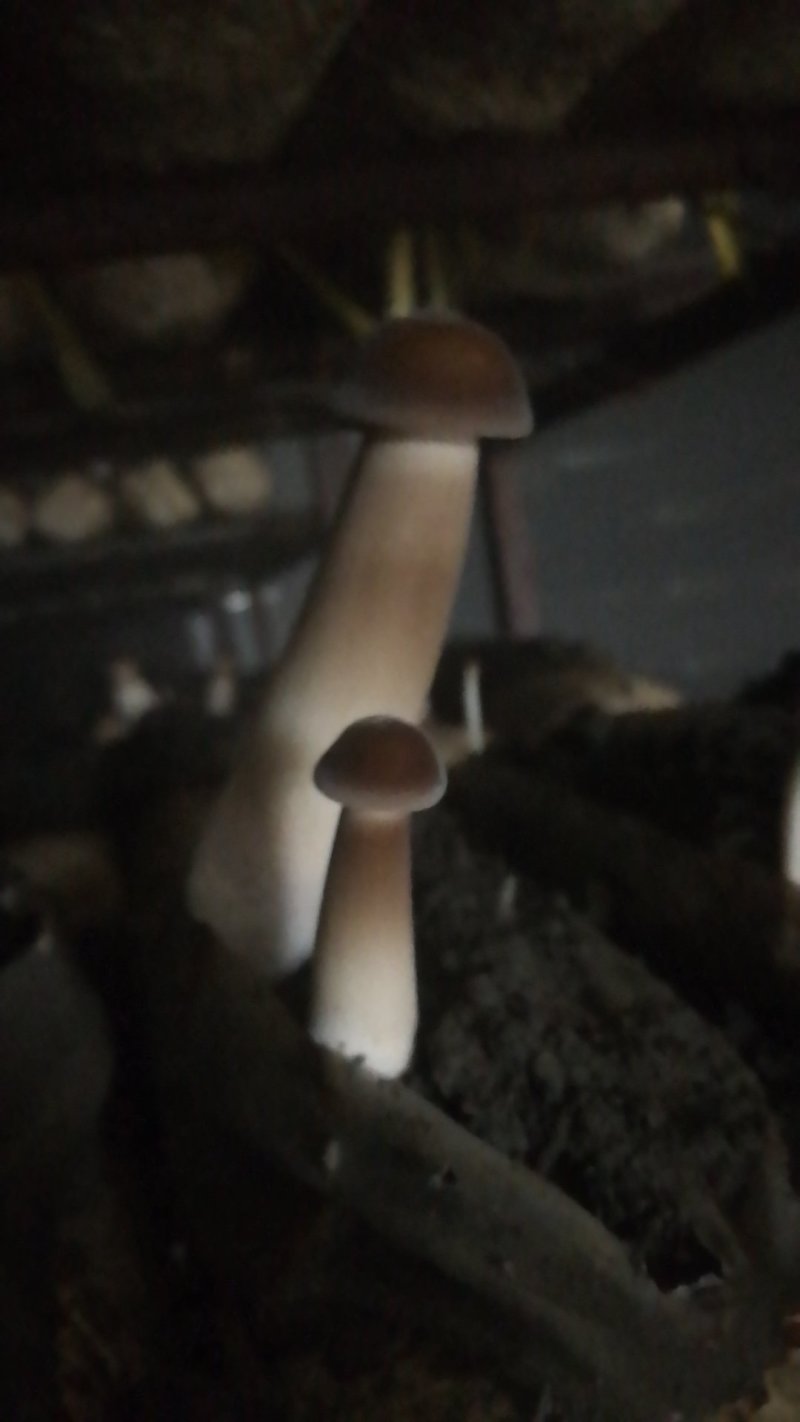 鸡枞人工种植产地直销可长期供应质量保证