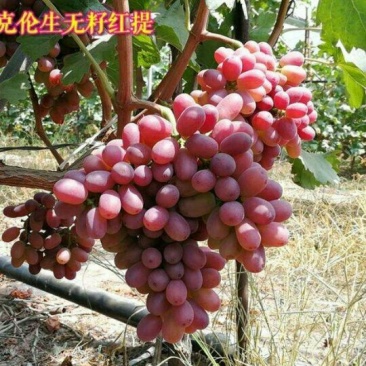 【蒲城县克伦生葡萄】诚信经营货源充足量大从优