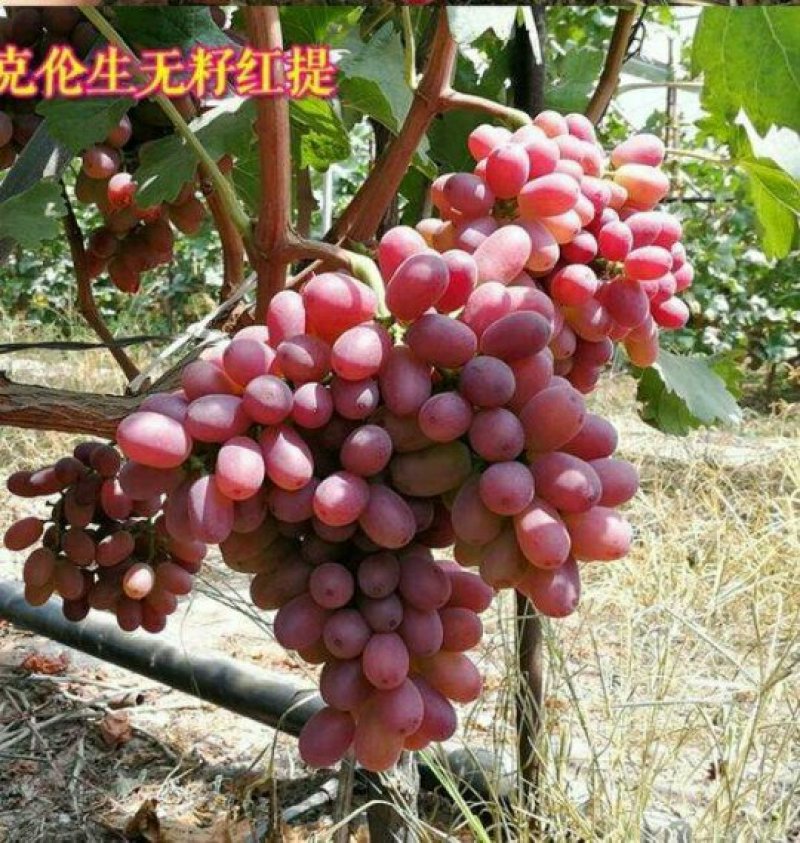 【蒲城县克伦生葡萄】诚信经营货源充足量大从优