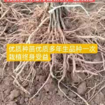 牡丹苗优质牡丹苗苗油用牡丹基地直发品质保证