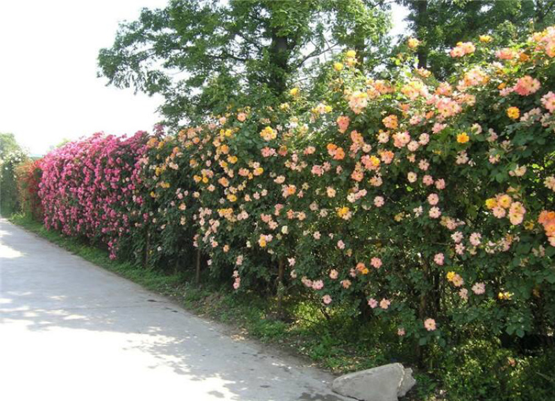 藤本月季大花浓香四季开花蔷薇花苗爬藤攀援植物庭院阳台玫瑰
