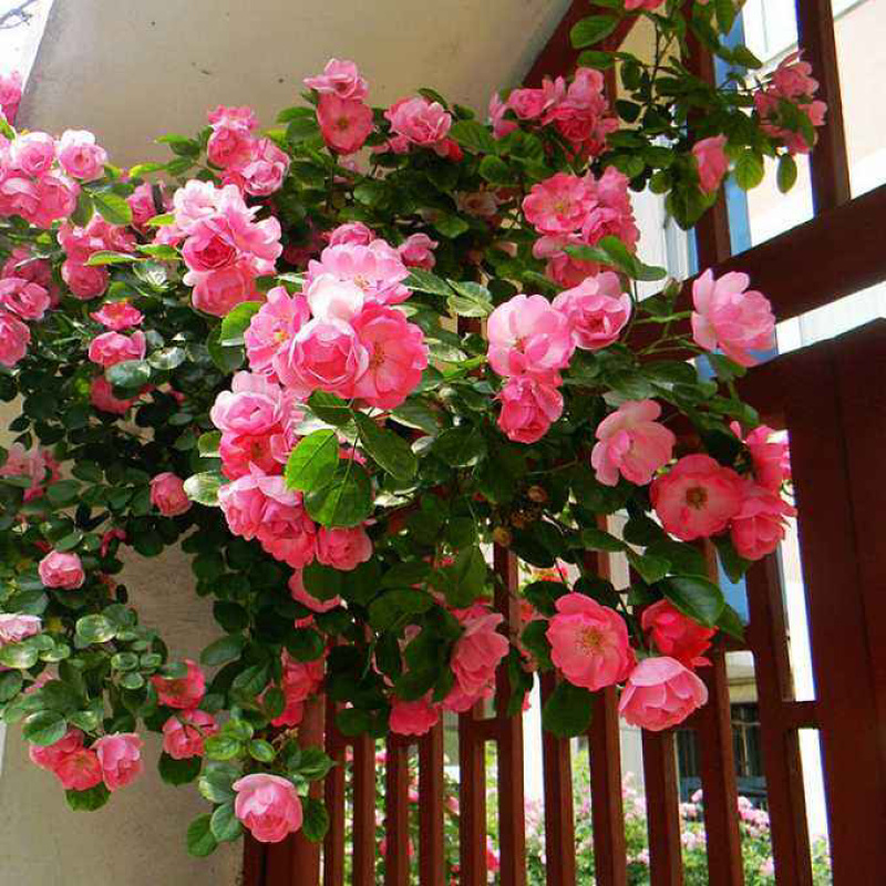 藤本月季大花浓香四季开花蔷薇花苗爬藤攀援植物庭院阳台玫瑰