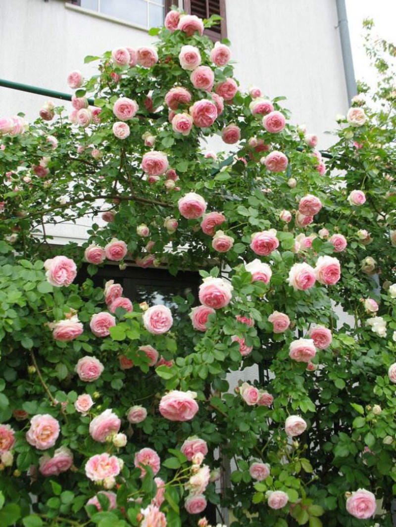 藤本月季大花浓香四季开花蔷薇花苗爬藤攀援植物庭院阳台玫瑰