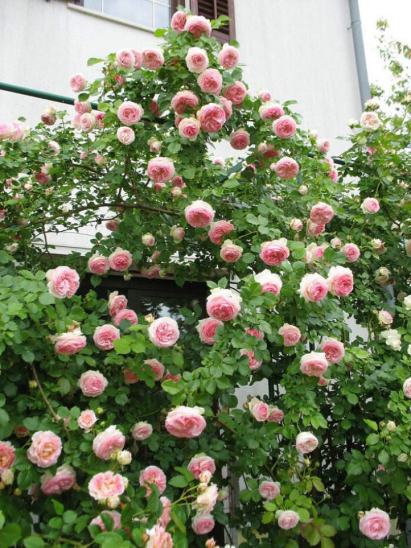 藤本月季大花浓香四季开花蔷薇花苗爬藤攀援植物庭院阳台玫瑰