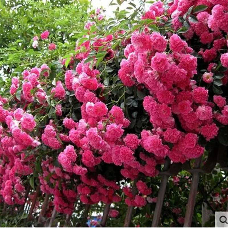 藤本月季大花浓香四季开花蔷薇花苗爬藤攀援植物庭院阳台玫瑰