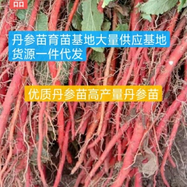 优质改良丹参苗基地直发货源充足签订回收合同欢迎合作！