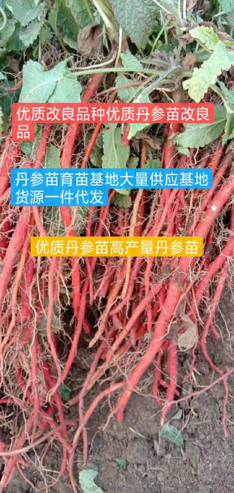优质改良丹参苗基地直发货源充足签订回收合同欢迎合作！