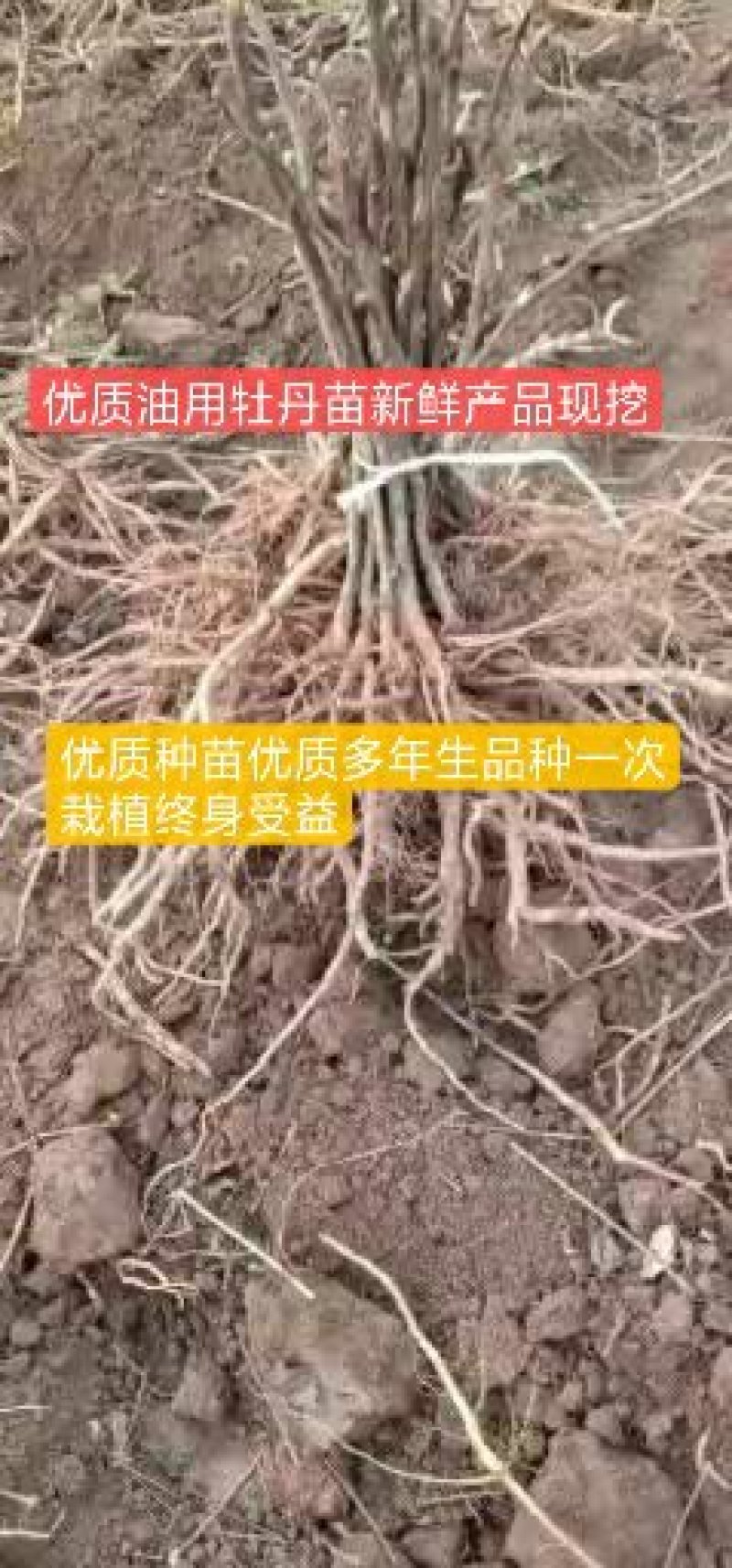 【优选】油用牡丹苗基地直发货源充足下单即发包指导