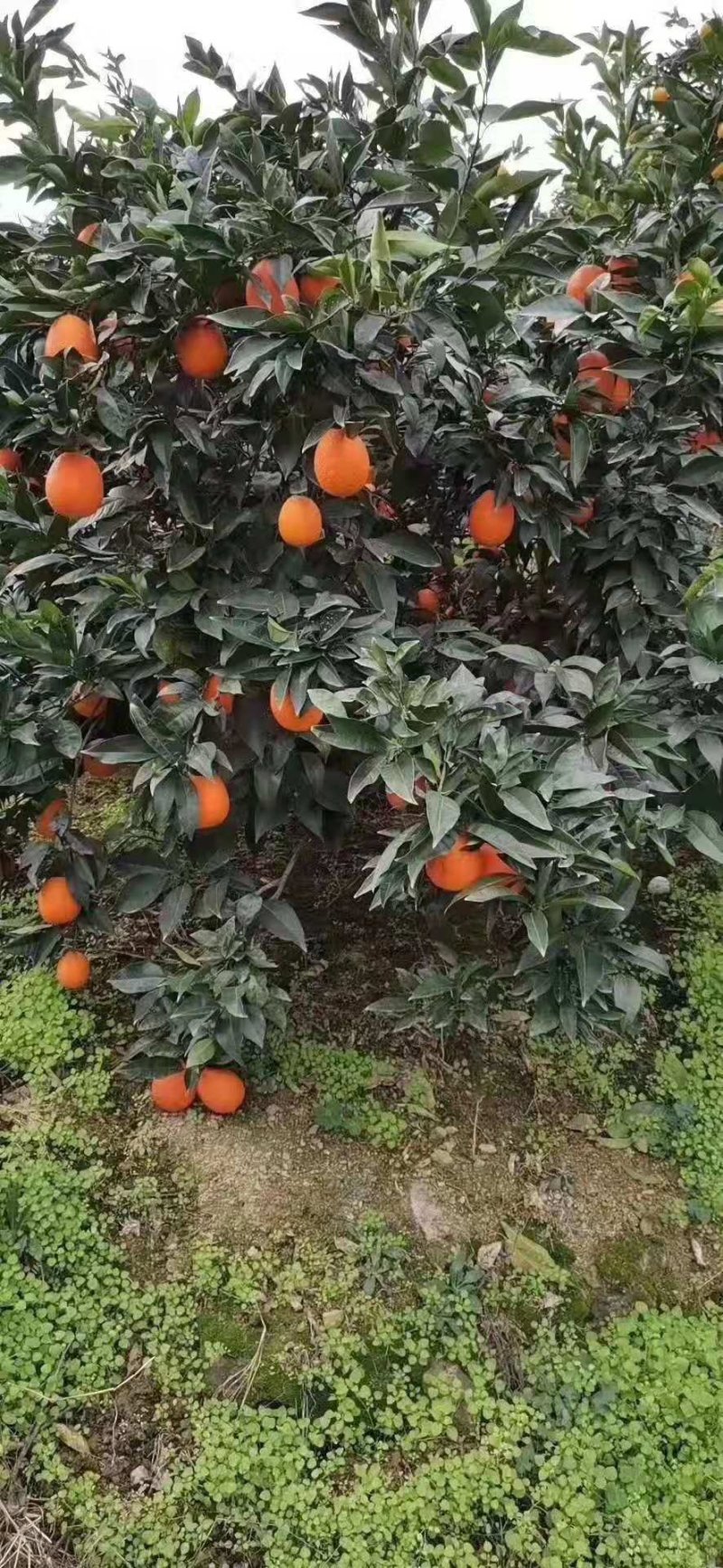 重庆奉节脐橙
