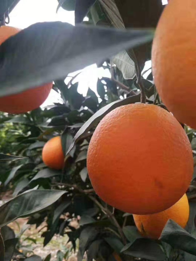 重庆奉节脐橙