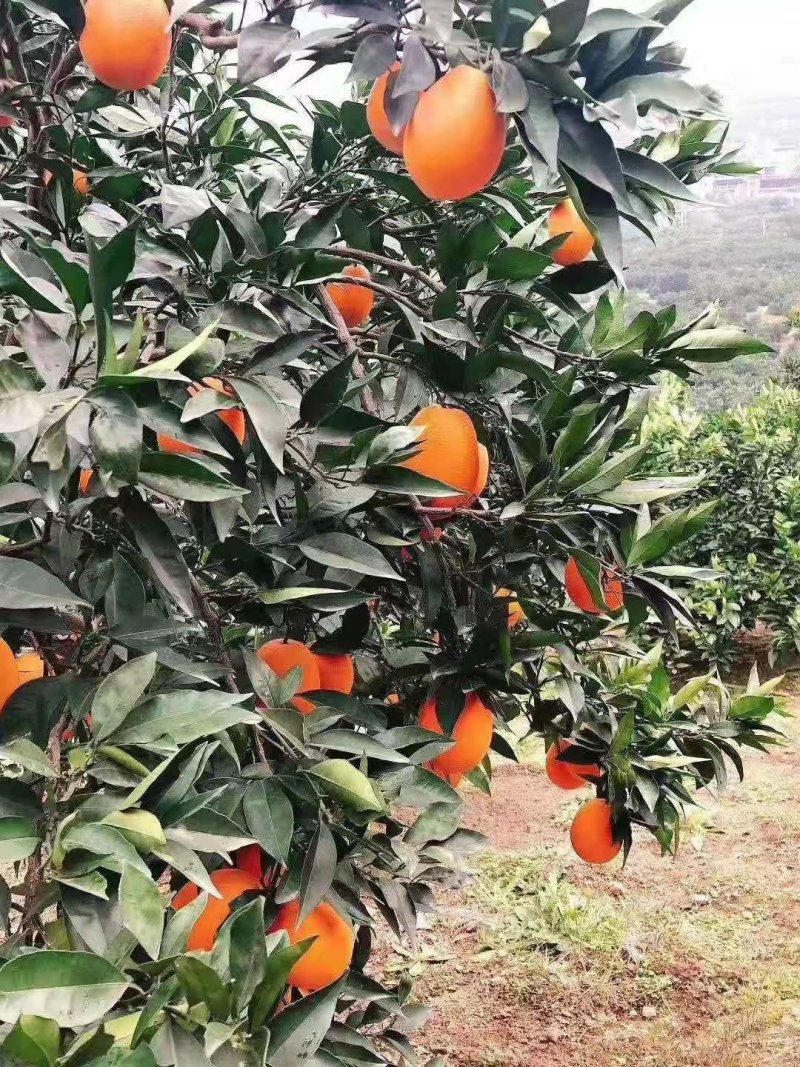 重庆奉节脐橙
