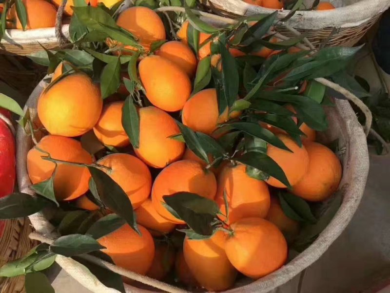 重庆奉节脐橙