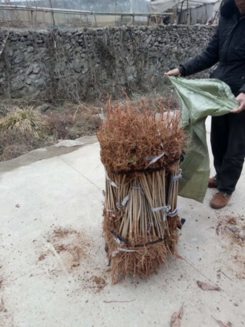 七叶树苗