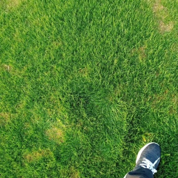 绿化草坪，产地直发，质量保证，合作共赢，诚信为本