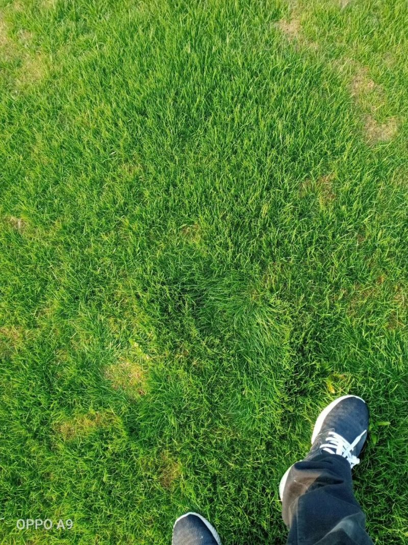 绿化草坪，产地直发，质量保证，合作共赢，诚信为本