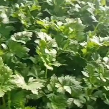 芹菜