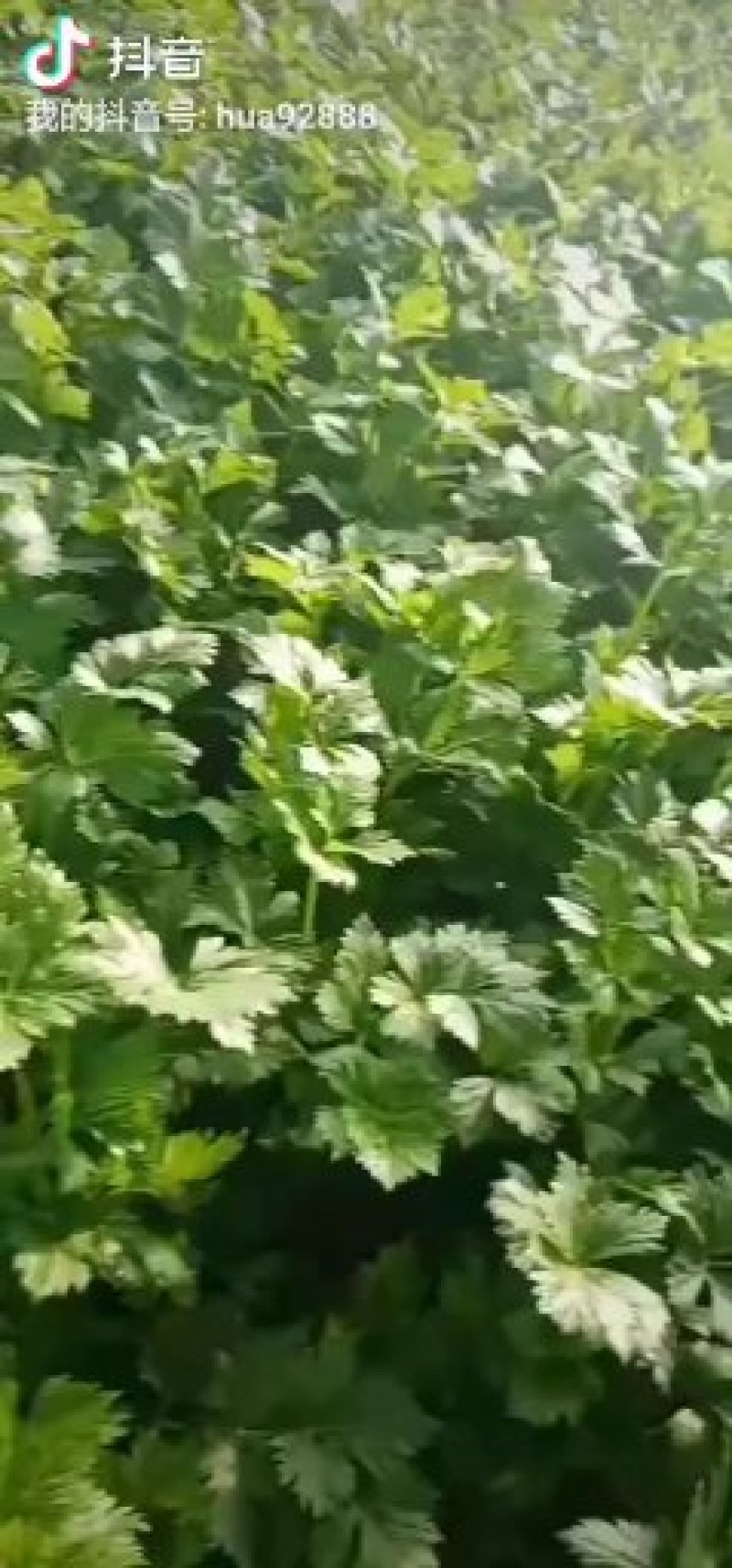 芹菜
