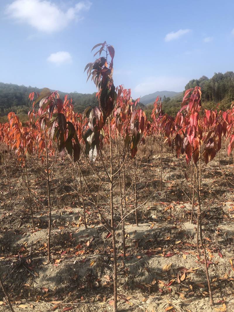 樱花🌸苗1-2公分