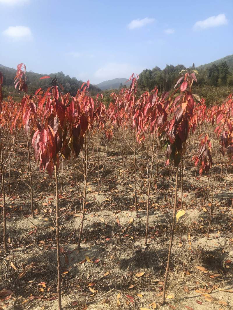樱花🌸苗1-2公分