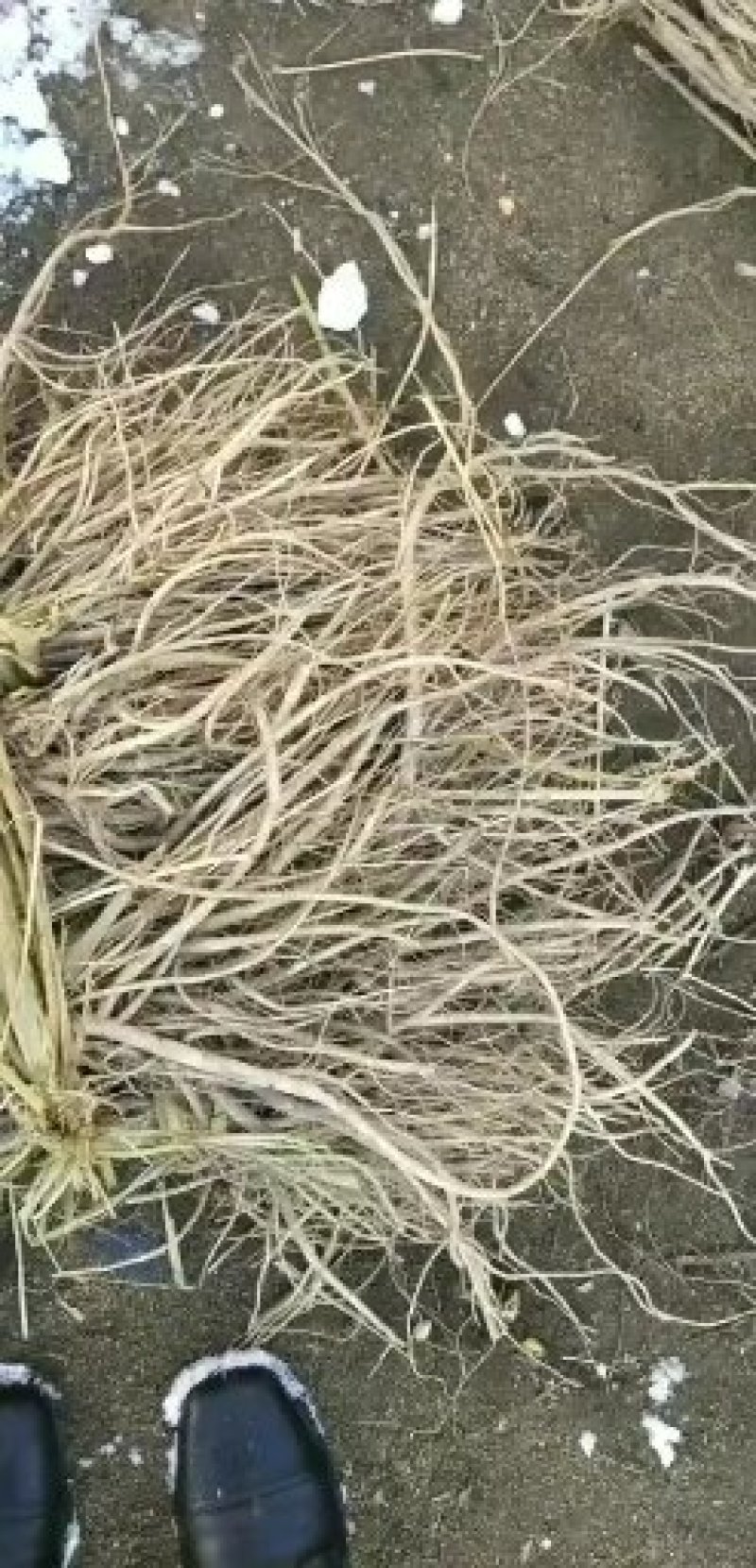 优质刺龙牙苗刺嫩芽苗成活率高种子保出芽