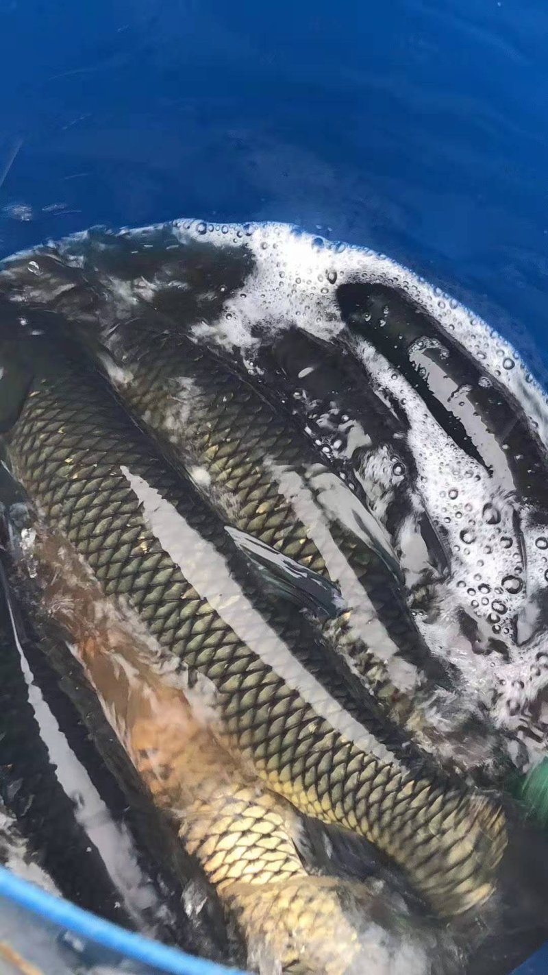 水库谈水养殖草鱼批发