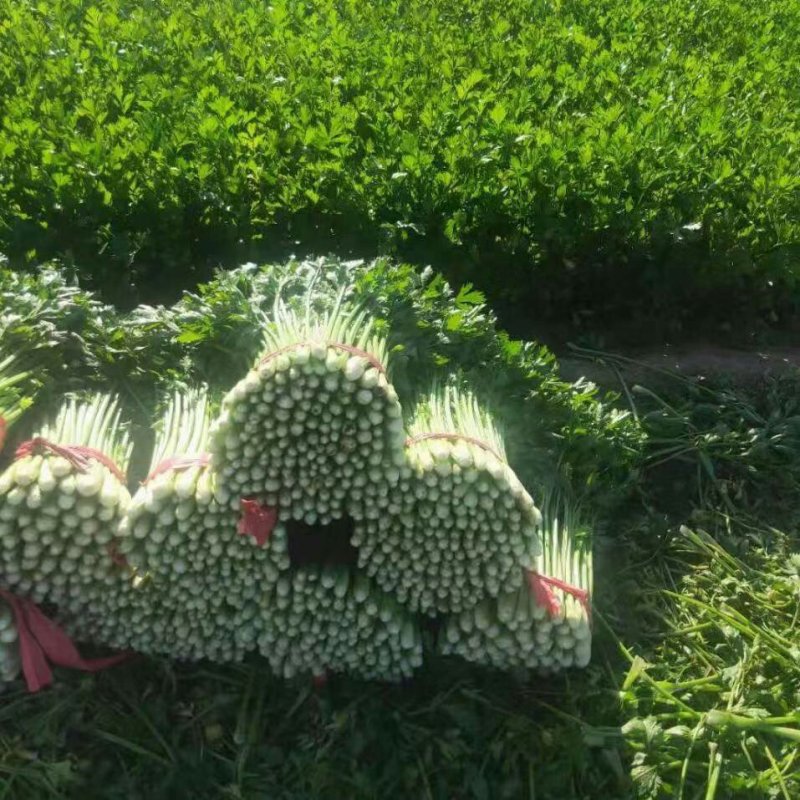 美国西芹细棵芹菜上市了，65公分左右，杆亮叶绿鲜明，