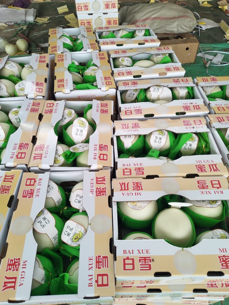玉姑甜瓜2.5斤以上中国甜瓜香瓜哈密瓜基地！