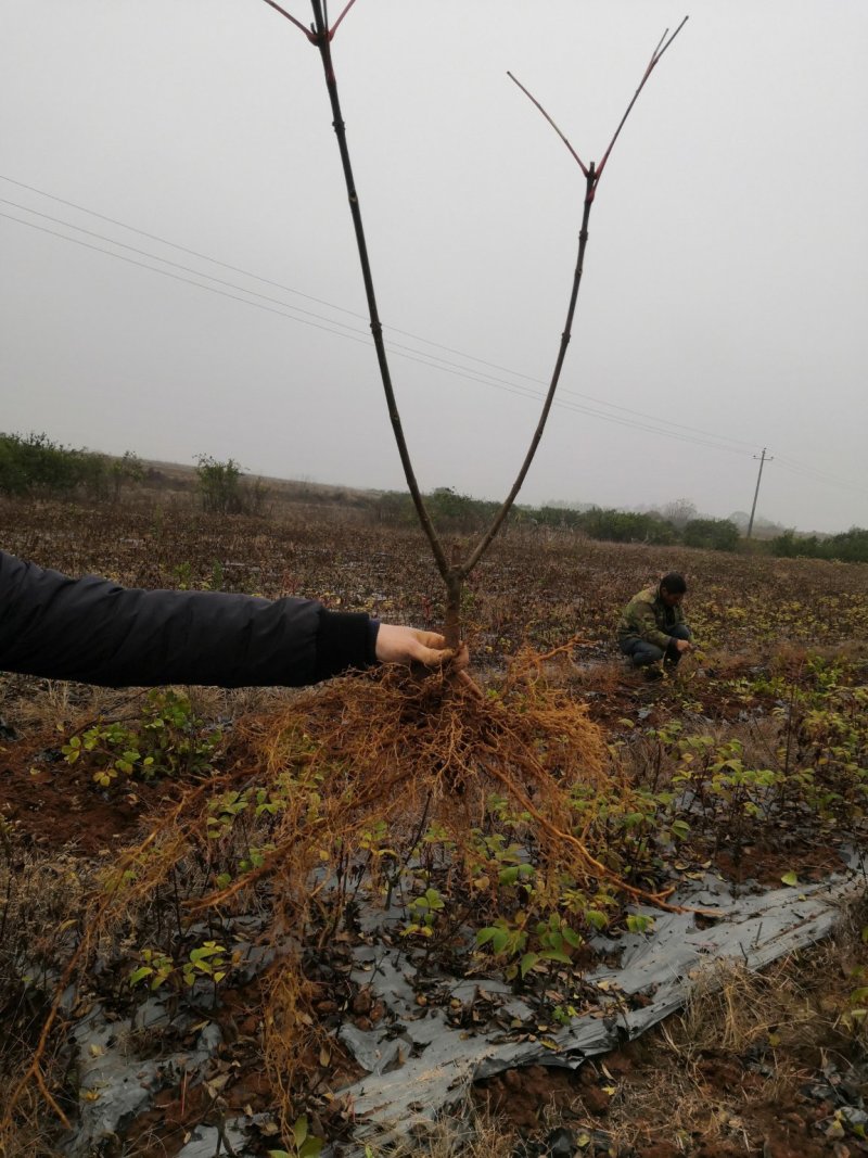 还有5万株吴茱萸苗欢迎订购