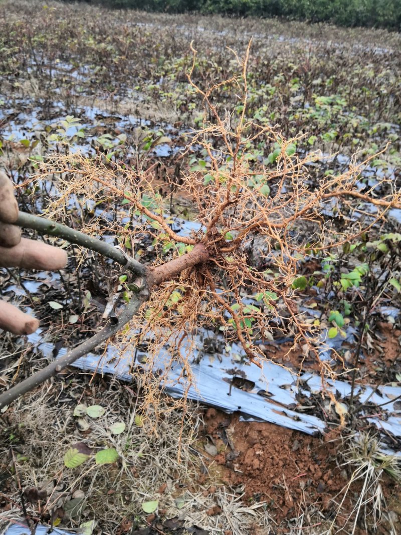 还有5万株吴茱萸苗欢迎订购