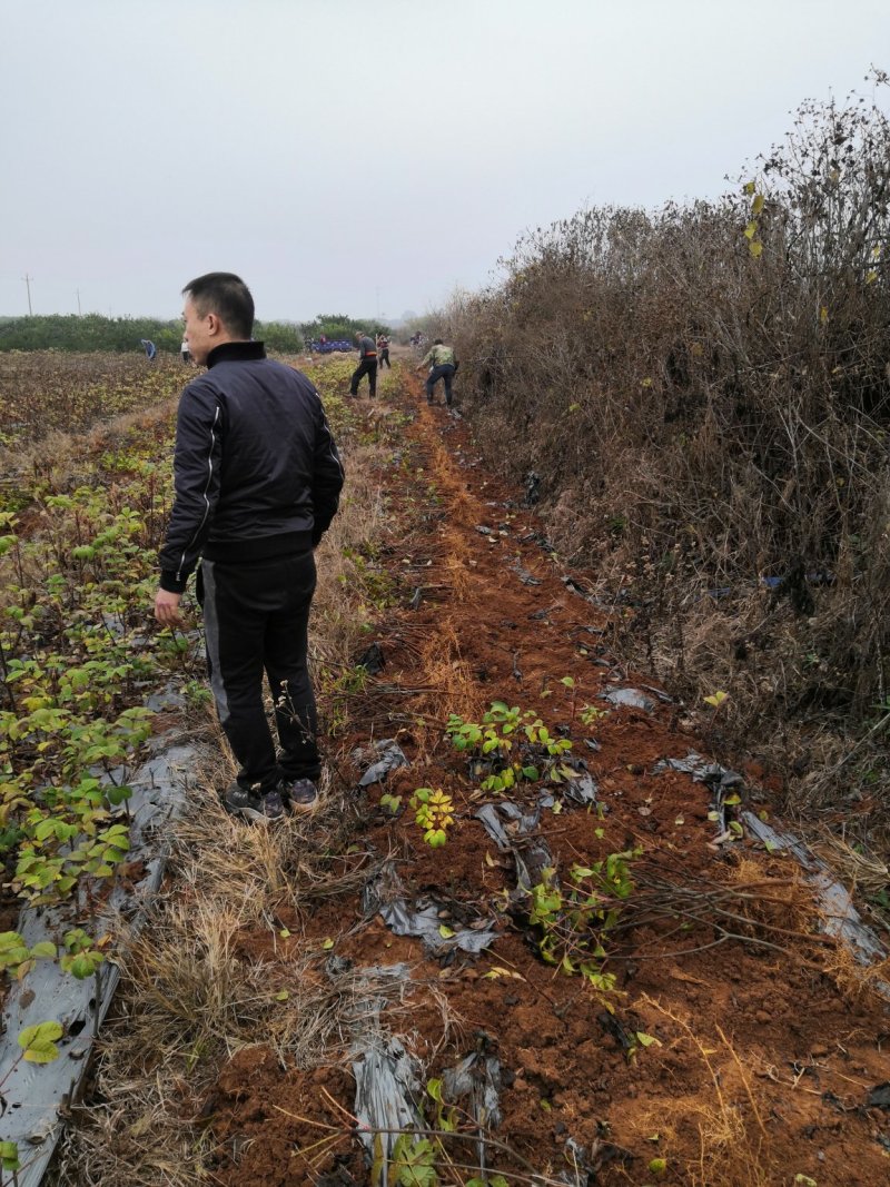 还有5万株吴茱萸苗欢迎订购