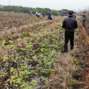 还有5万株吴茱萸苗欢迎订购