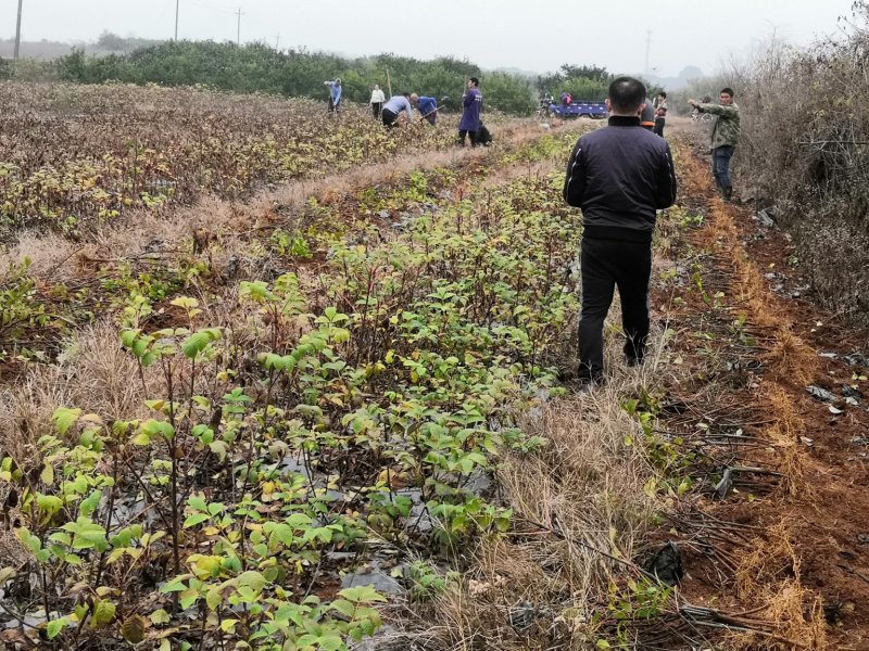 还有5万株吴茱萸苗欢迎订购