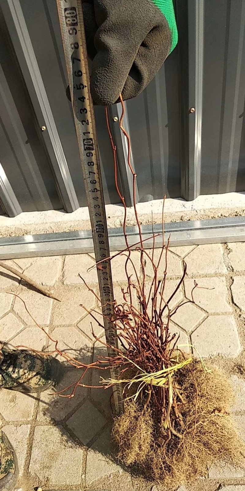 五味子苗1年苗2年苗芽孢饱满