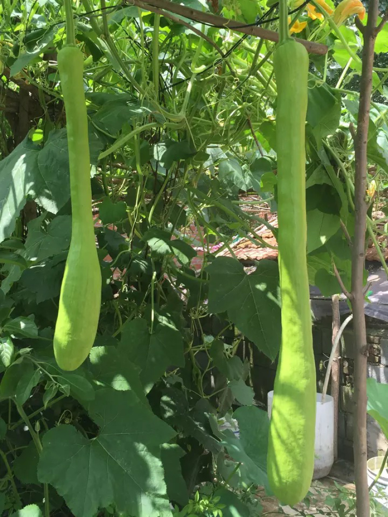 【聚便宜】砍瓜种籽特大巨型四季南瓜随砍随吃农家蔬菜种子