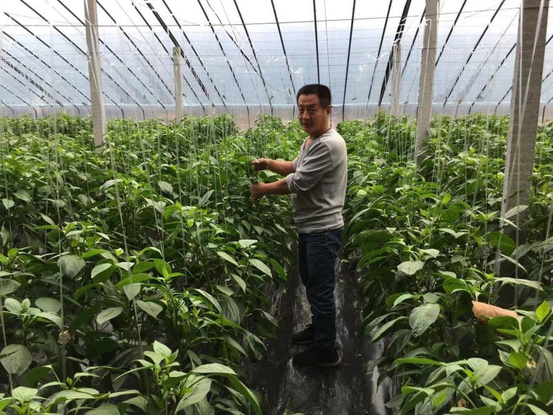 地宝（含氨基酸活化酶的液态肥）40斤桶装山东寿光包邮