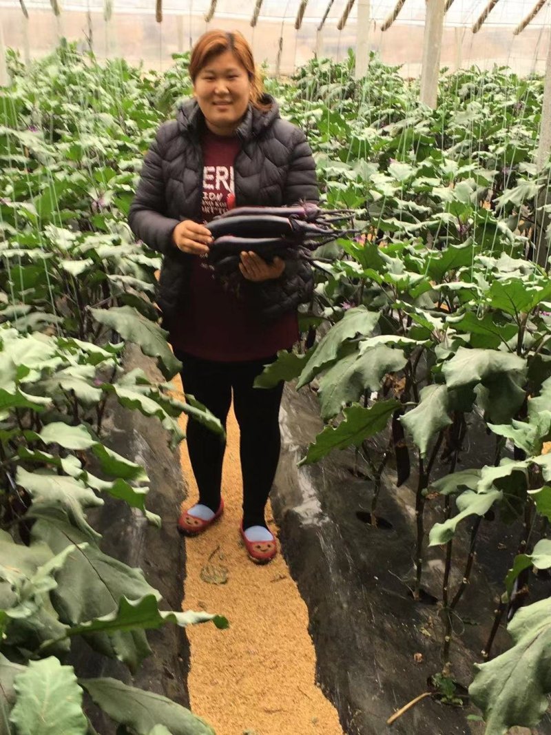 地宝（含氨基酸活化酶的液态肥）40斤桶装山东寿光包邮