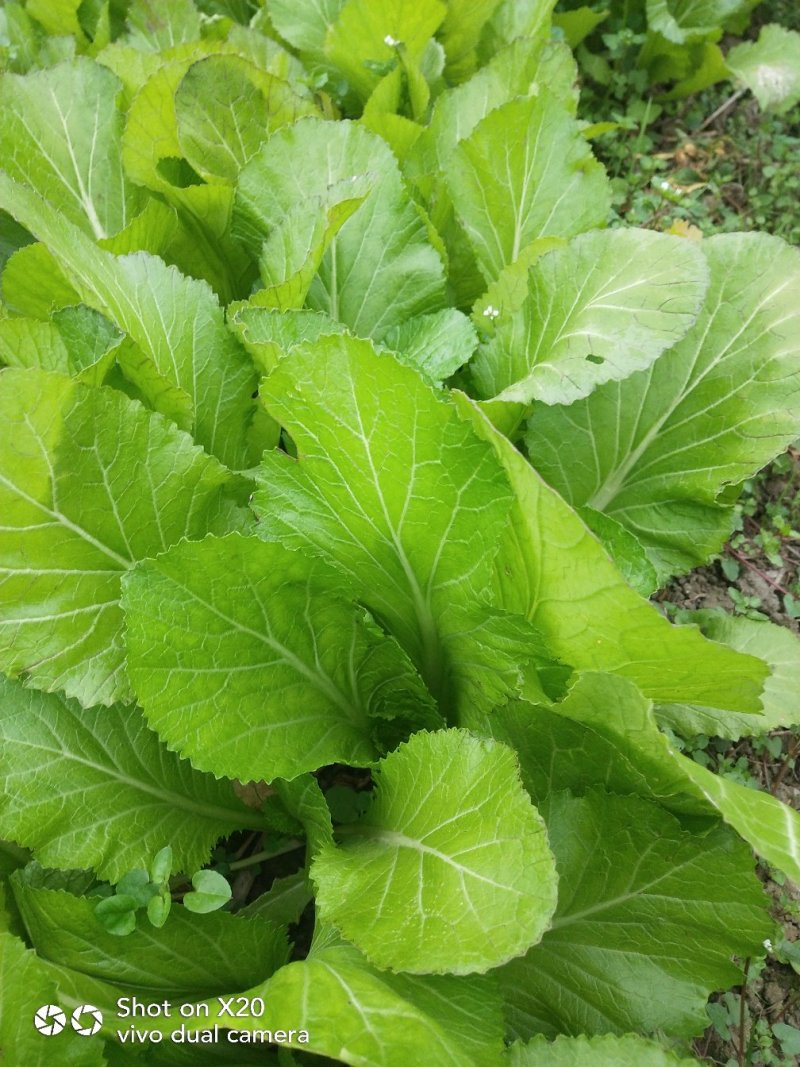 芥菜