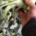 河南新野优质西兰花，基地热销大量供应欢迎大家前来选购。