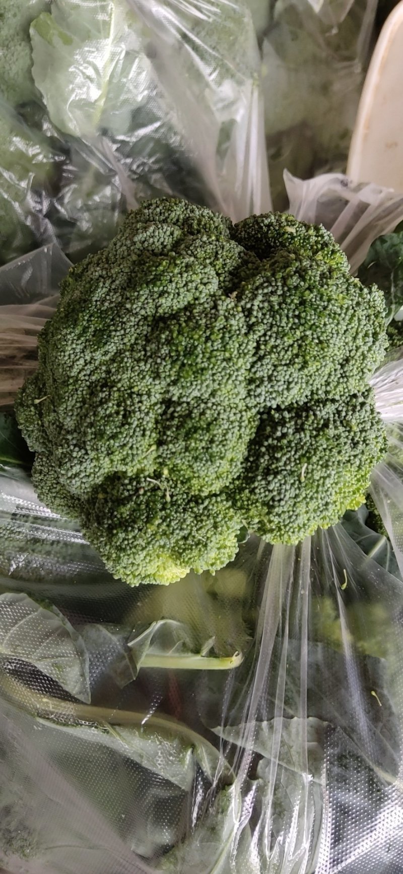 河南新野优质西兰花，基地热销大量供应欢迎大家前来选购。