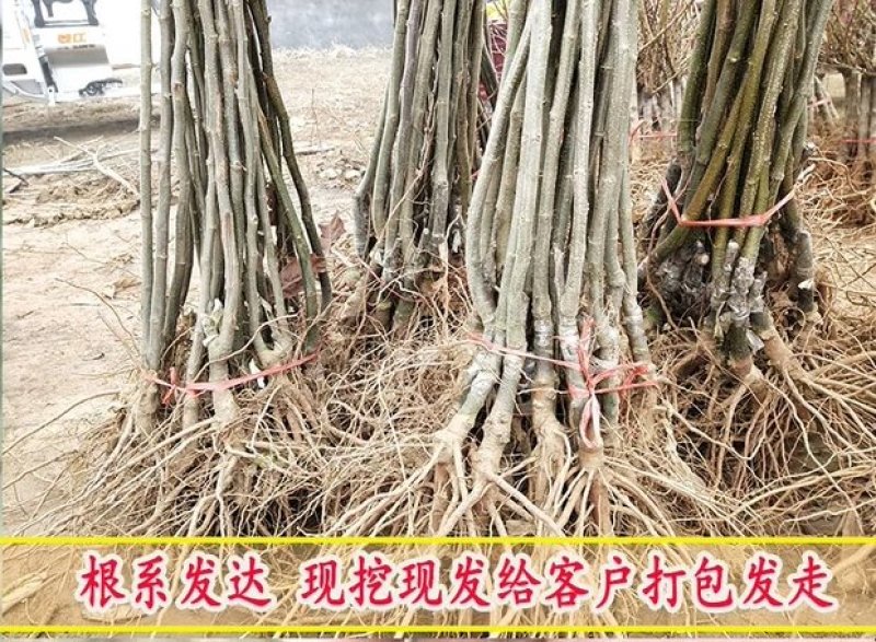 板栗苗嫁接苗大红袍泰山板栗苗现挖现发