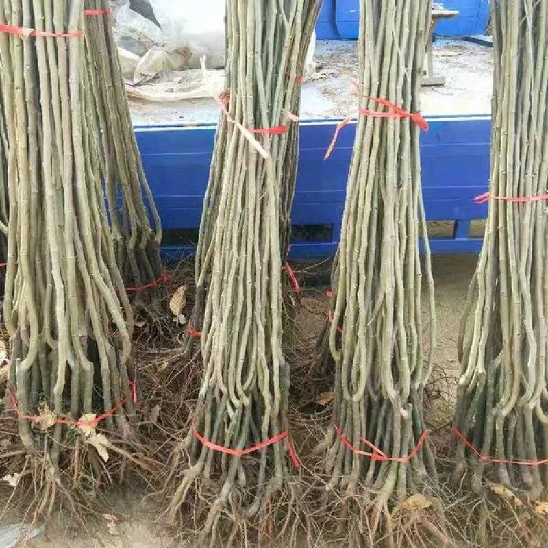 板栗苗嫁接苗大红袍泰山板栗苗现挖现发
