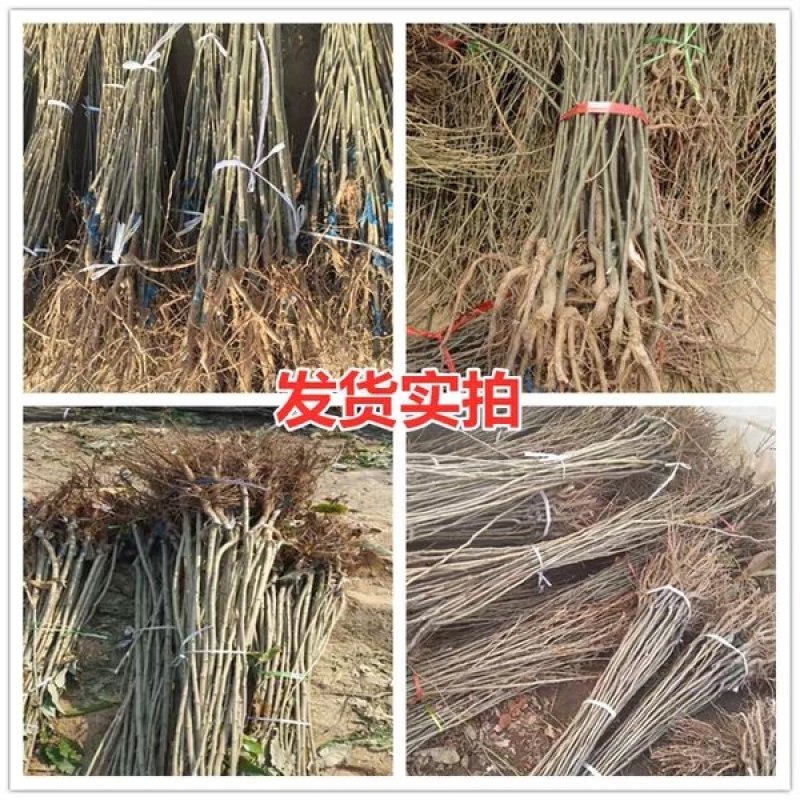 板栗苗嫁接苗大红袍泰山板栗苗现挖现发