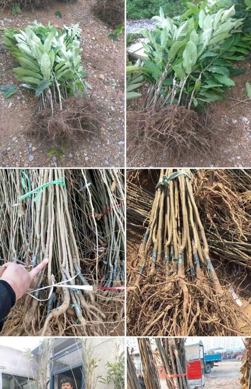 板栗苗嫁接苗大红袍泰山板栗苗现挖现发