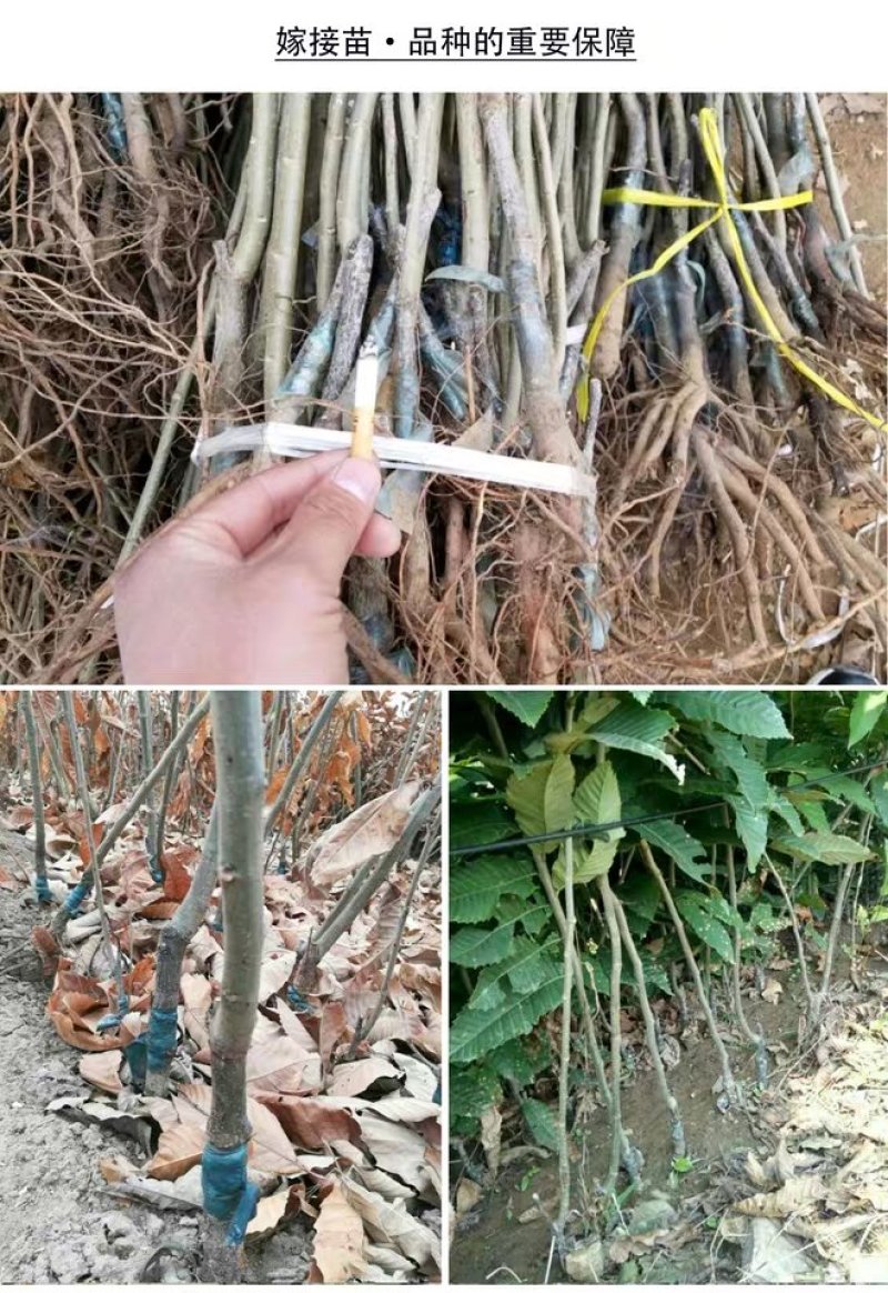 板栗苗嫁接苗大红袍泰山板栗苗现挖现发