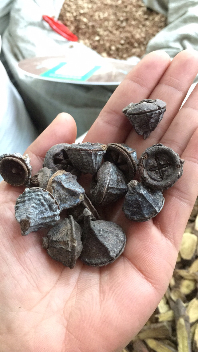一口盅中药材量大包邮药材