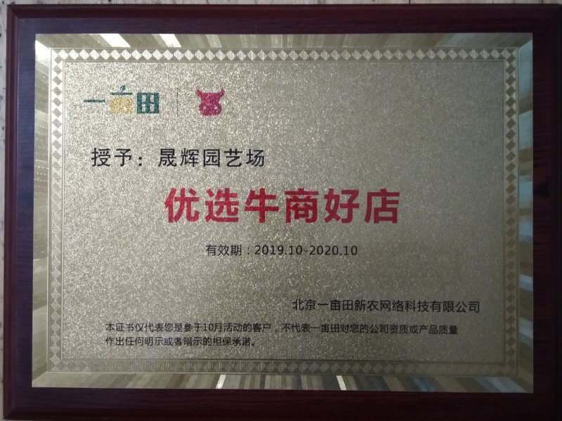 板栗苗嫁接苗大红袍泰山板栗苗现挖现发