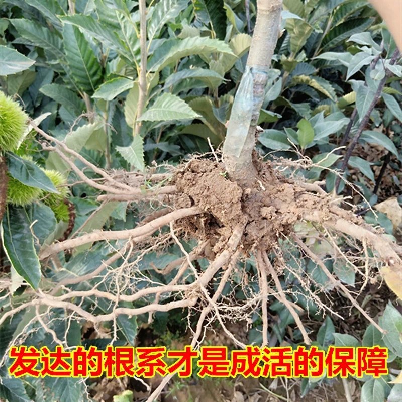 板栗苗嫁接苗大红袍泰山板栗苗现挖现发