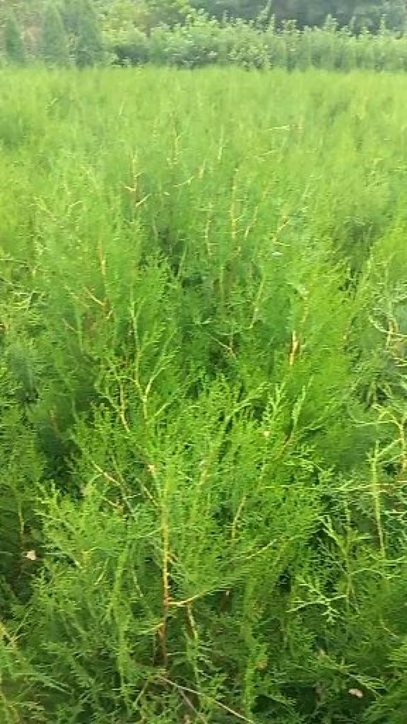 福禄考杯苗丛生福禄考20--50公分高
